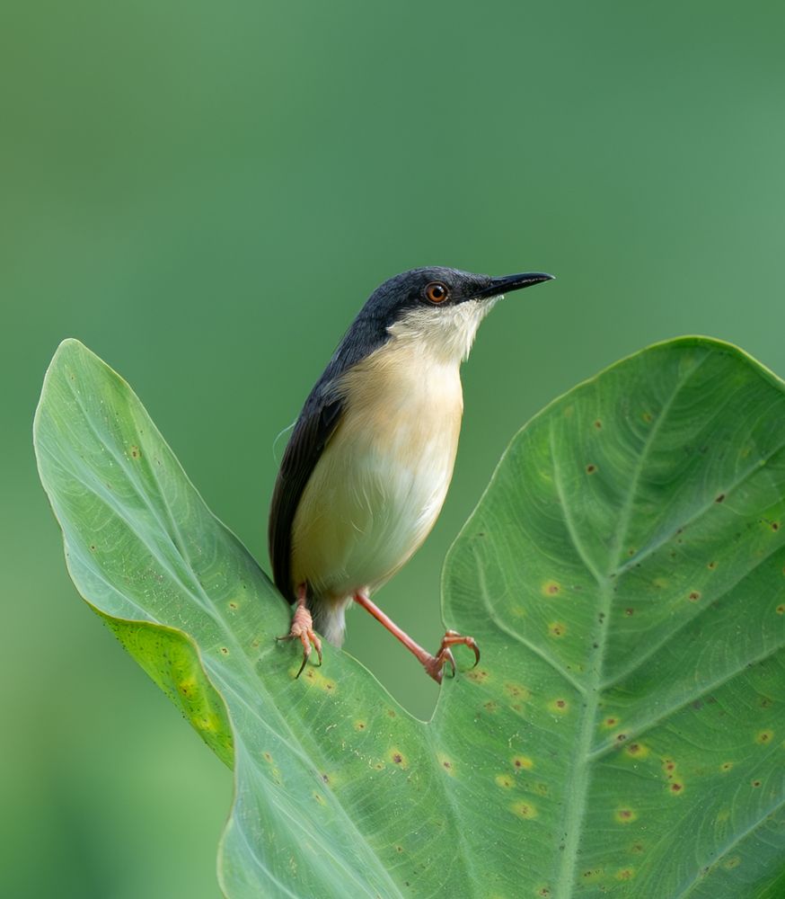 Photograph by Rushan Perera