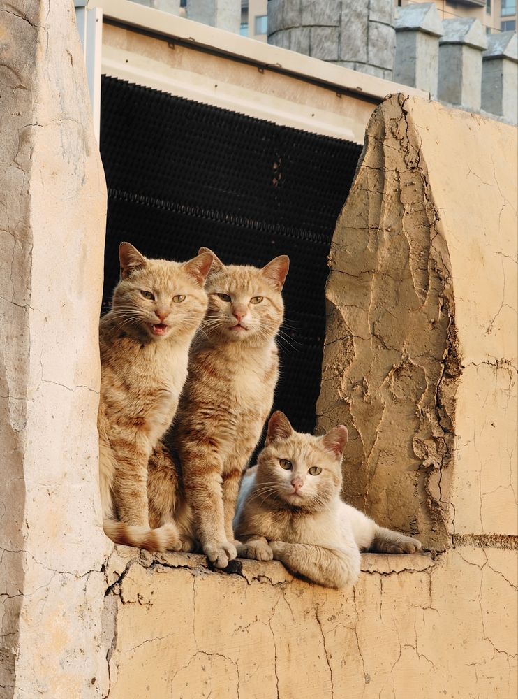 Red mafia of Penglai