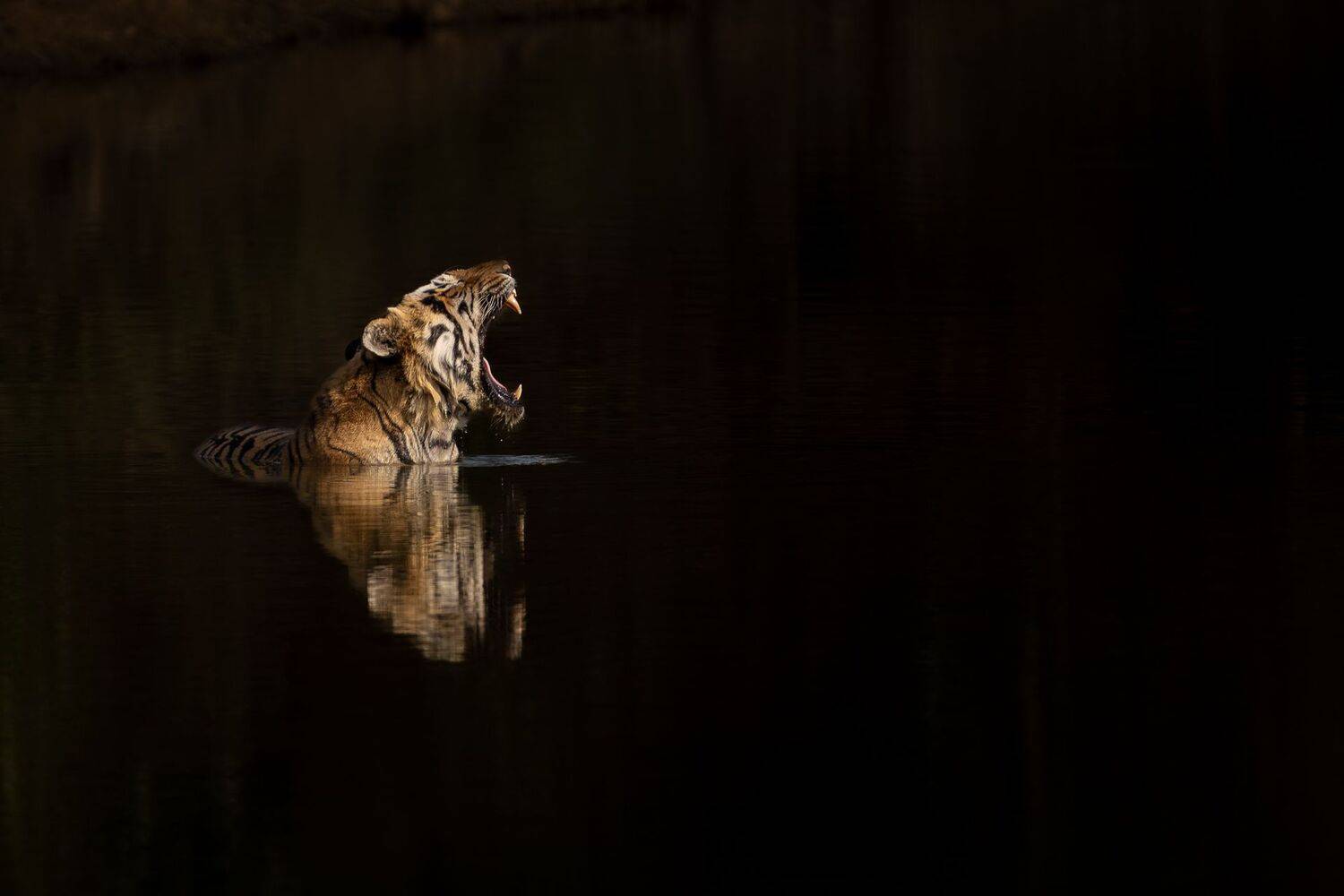 Echoes in the Stillness