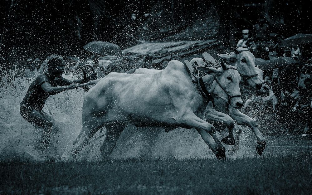 BULL RACE AT HEROBHANGA