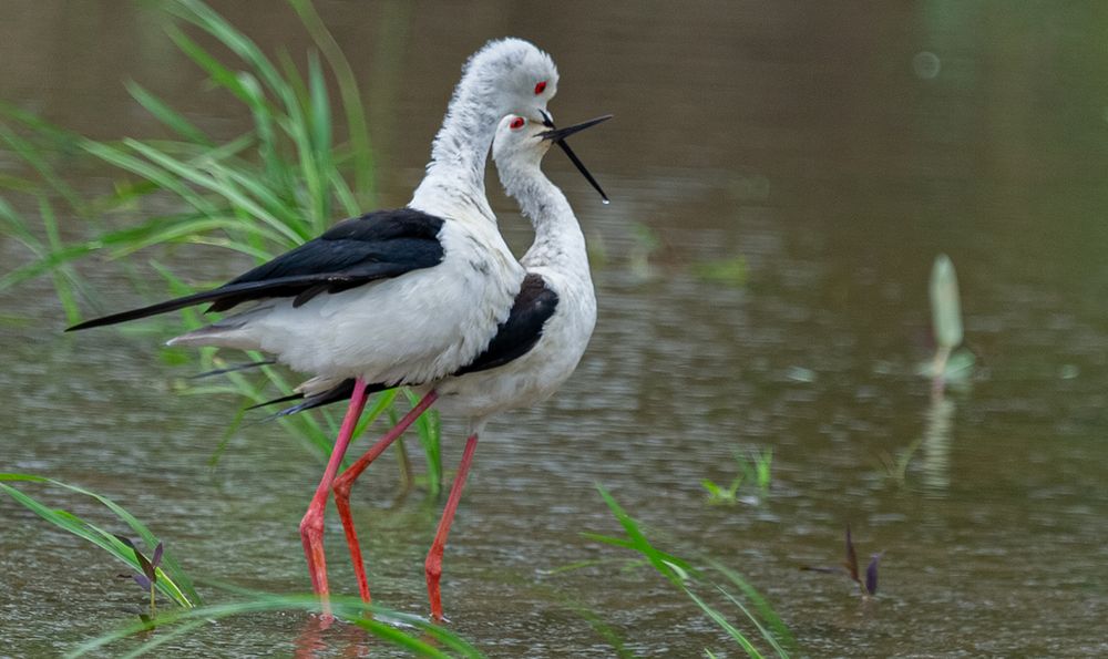 Photograph by Saliya Ambegoda