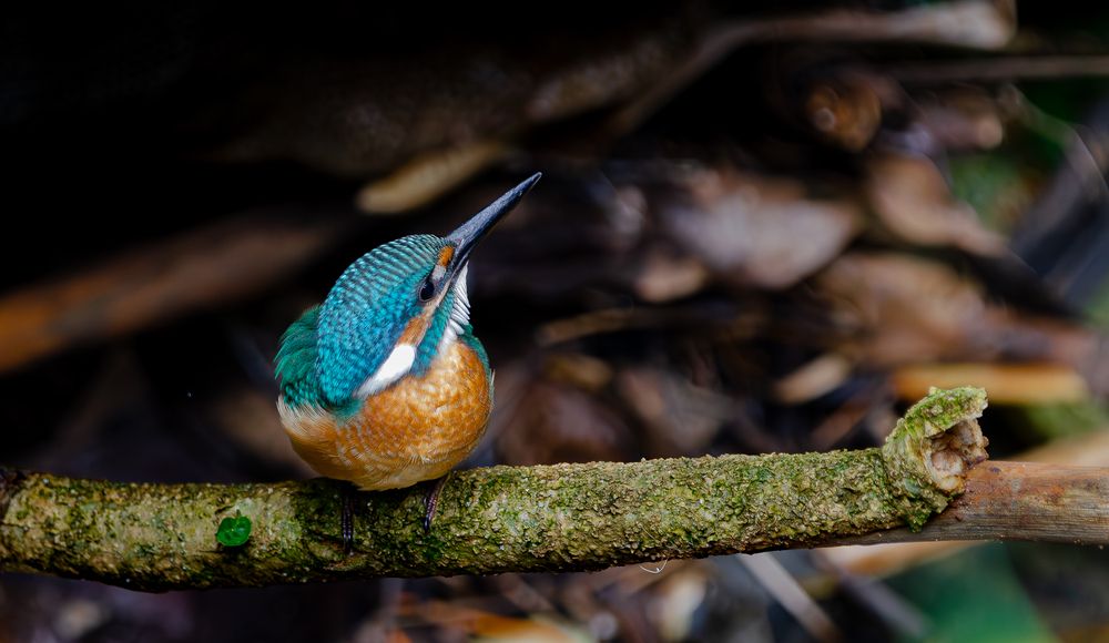 Photograph by Saliya Ambegoda