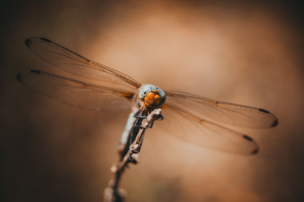 Photograph by Максим Юрлов