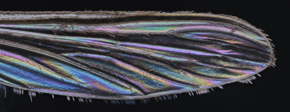 Mosquito wing