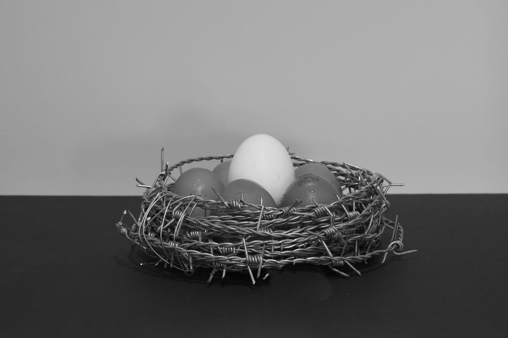 Nest.