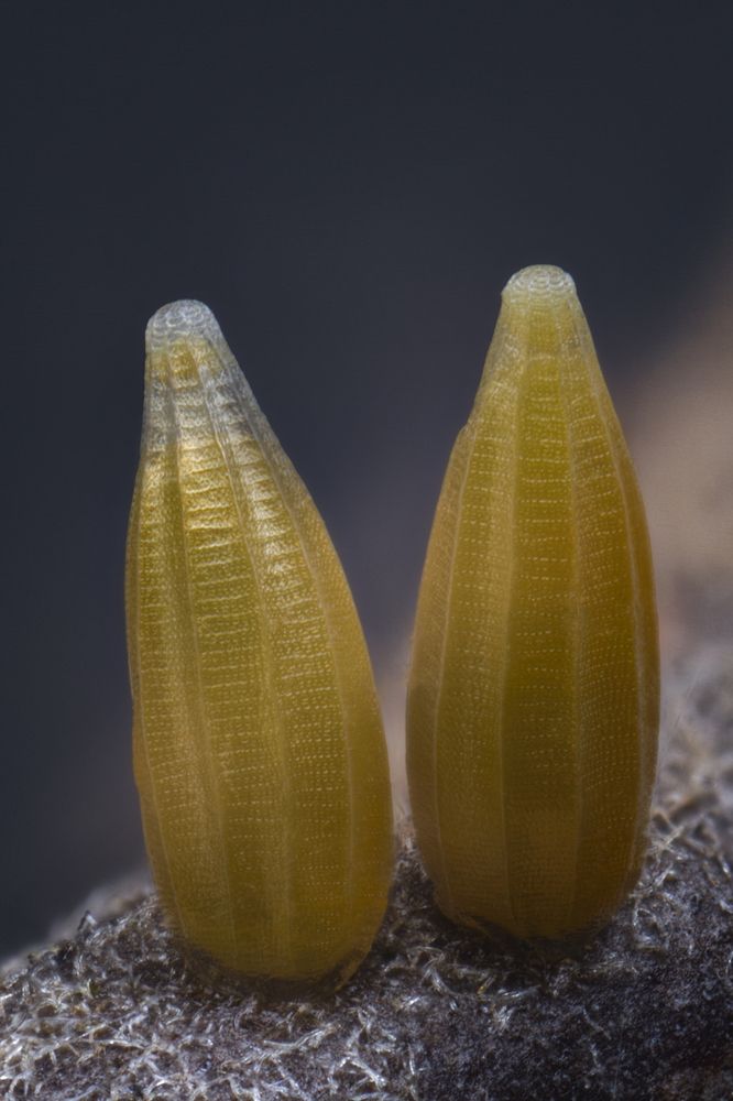 Golden eggs