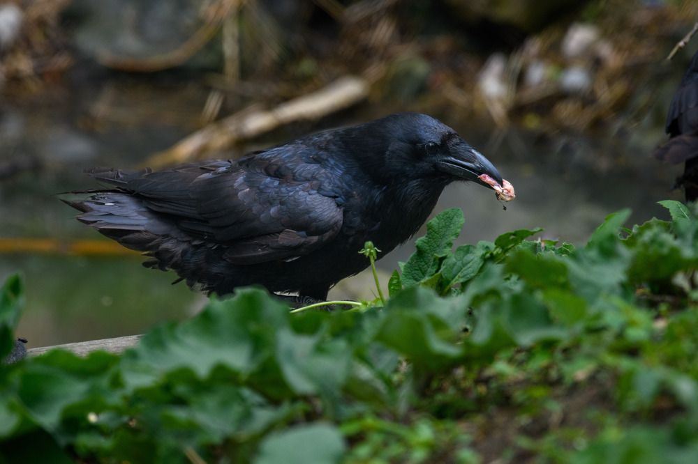 Photograph by Nathalie Talbot