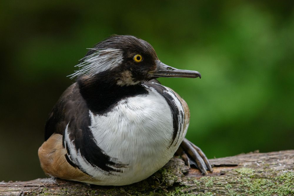 Photograph by Nathalie Talbot