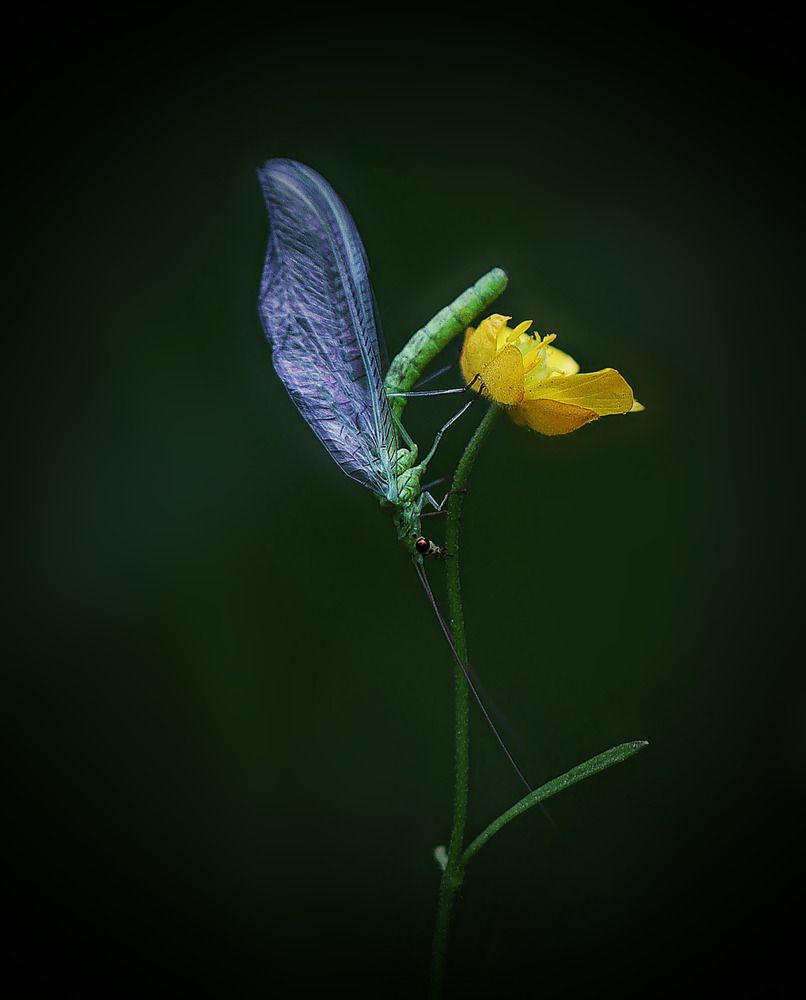 Обыкновенная златоглазка.