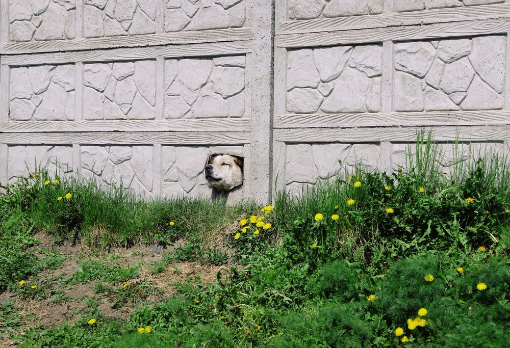 За забором.