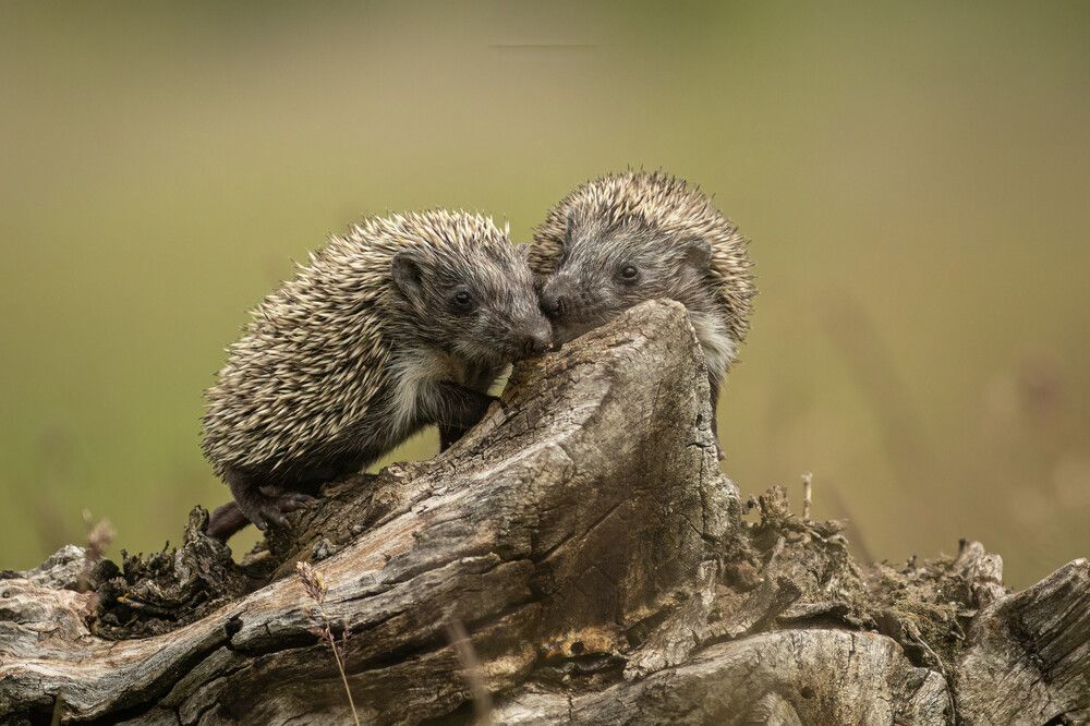 Фотография автора Nikolay Stoyanov