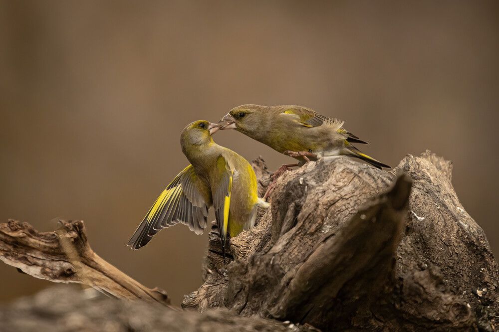 Фотография автора Nikolay Stoyanov