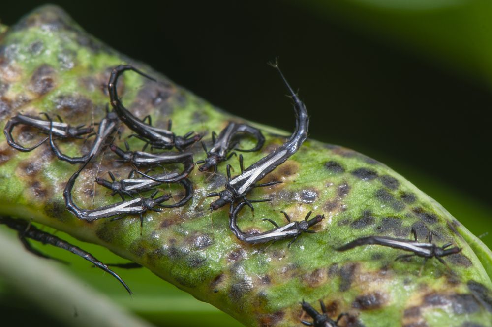 Photograph by Chamara Sulakkhana Polwatta Siriyalage