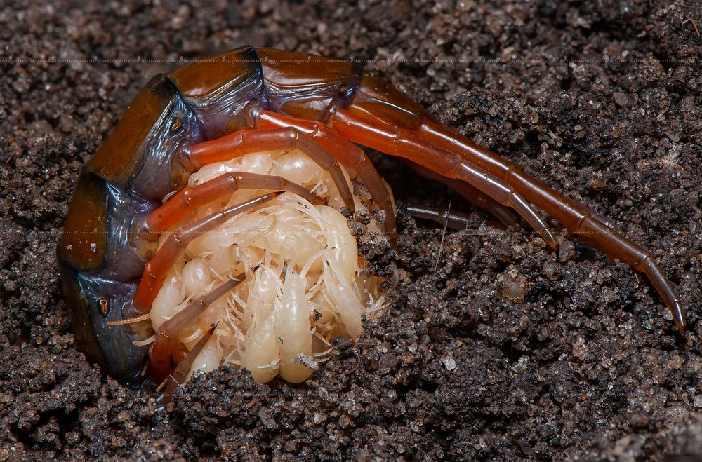 Photograph by Chamara Sulakkhana Polwatta Siriyalage