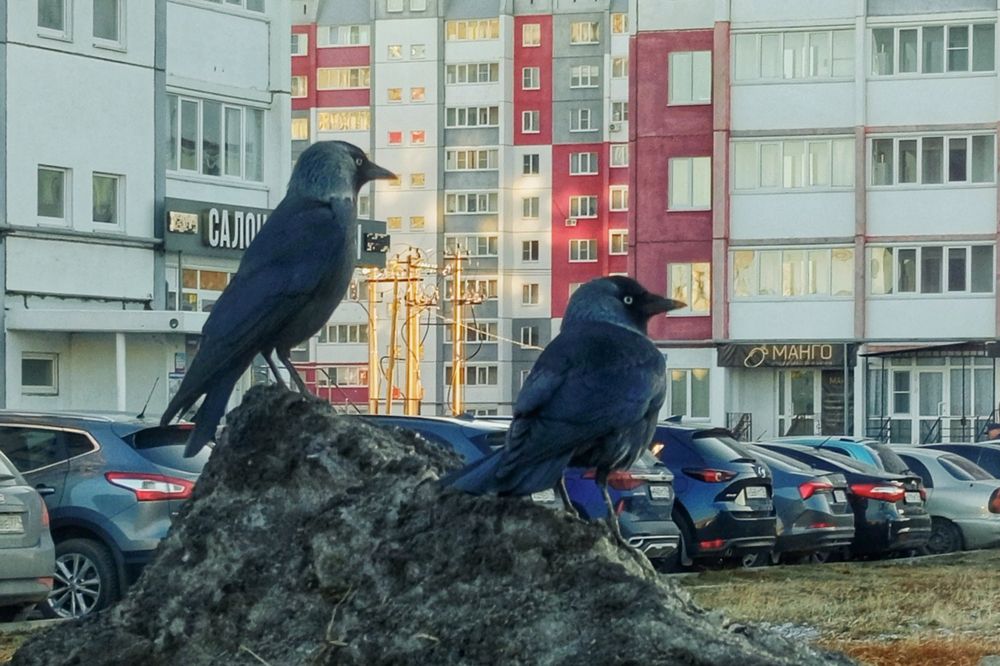 Фотография автора Дмитрий Петренко
