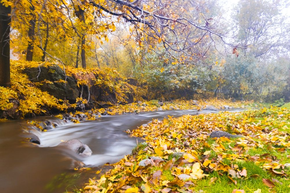 autumn landscape featuring a serene stream winding through a forest.