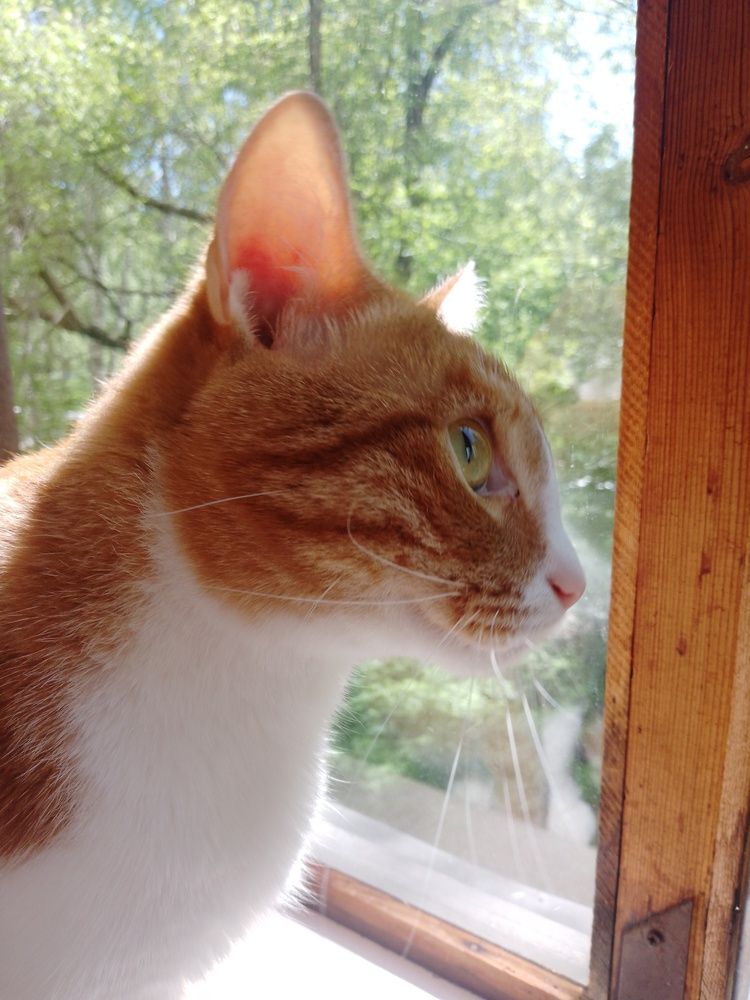 Photo #12252725