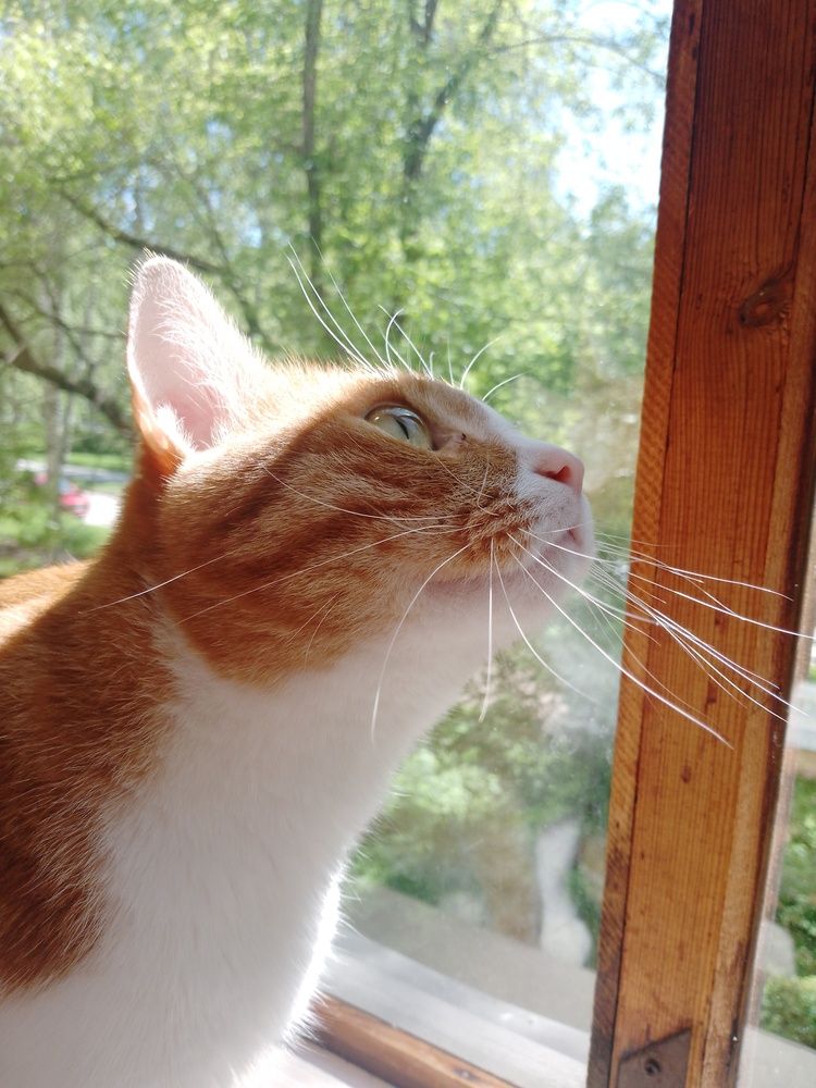 Photo #12252731