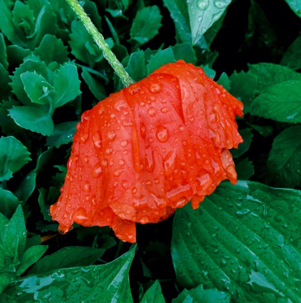 Фотография автора Галина Бобкина