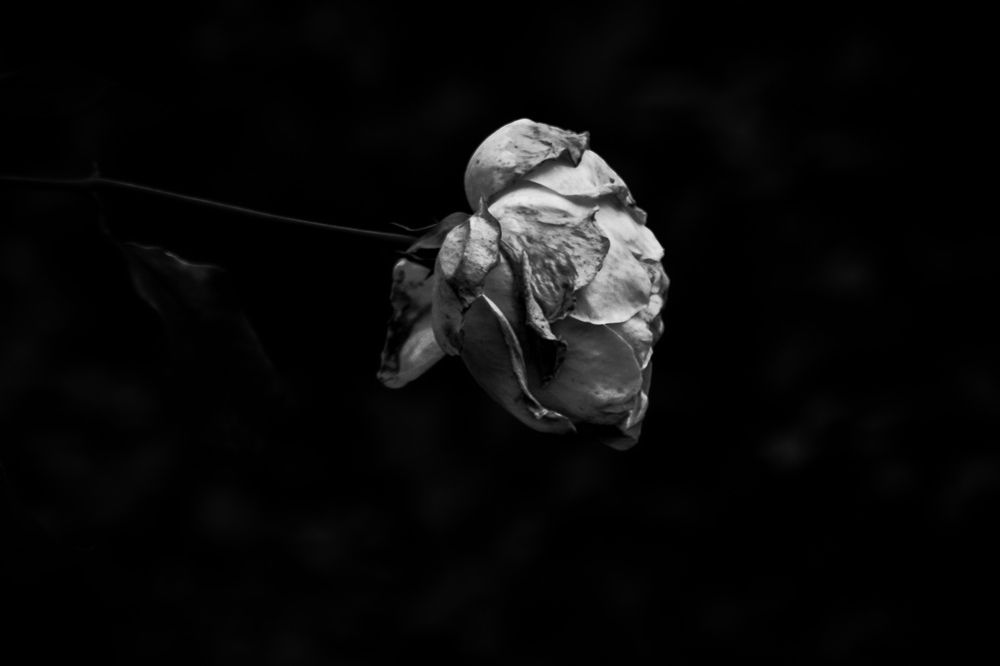 Photograph by Moony Wolffie