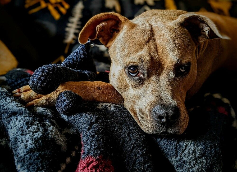 Woe is Willow