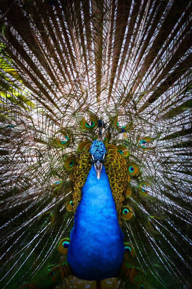 Crown of Radiance