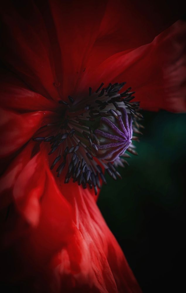 Фотография автора Наталья Алексеева