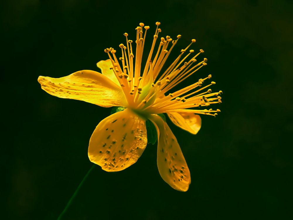 Тычинки, лепесточки...