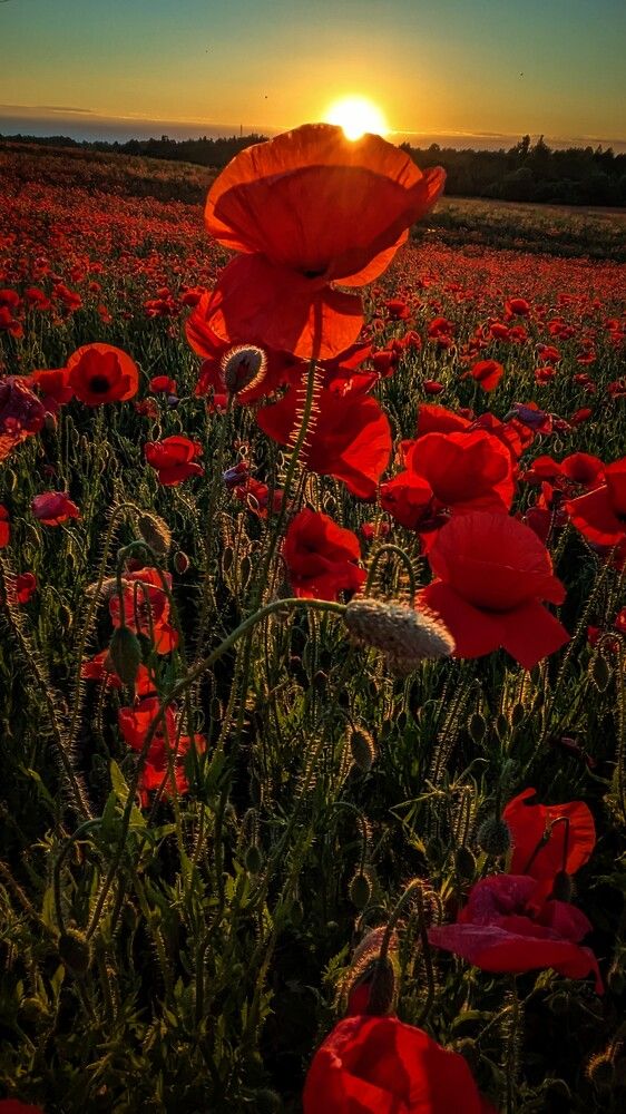 Photograph by Светлана Каравайская