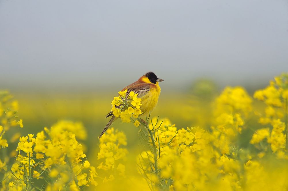 Photograph by Farid Ataei