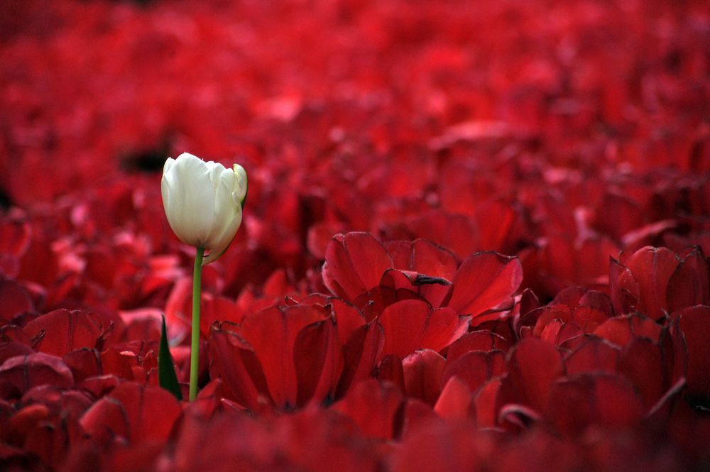 Photograph by Farid Ataei