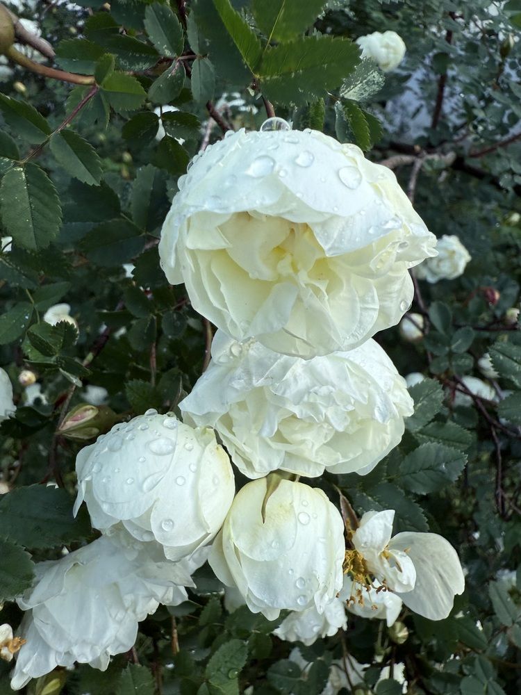 Photograph by Светлана Мельянцова