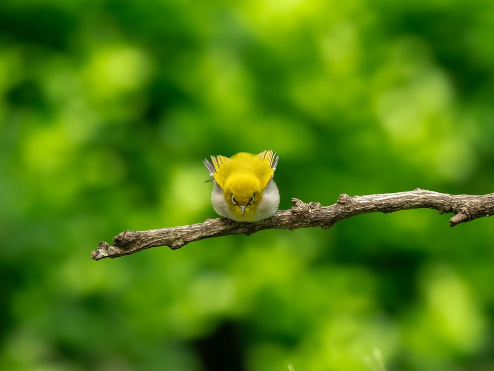 Photograph by SUHAS MANDAL