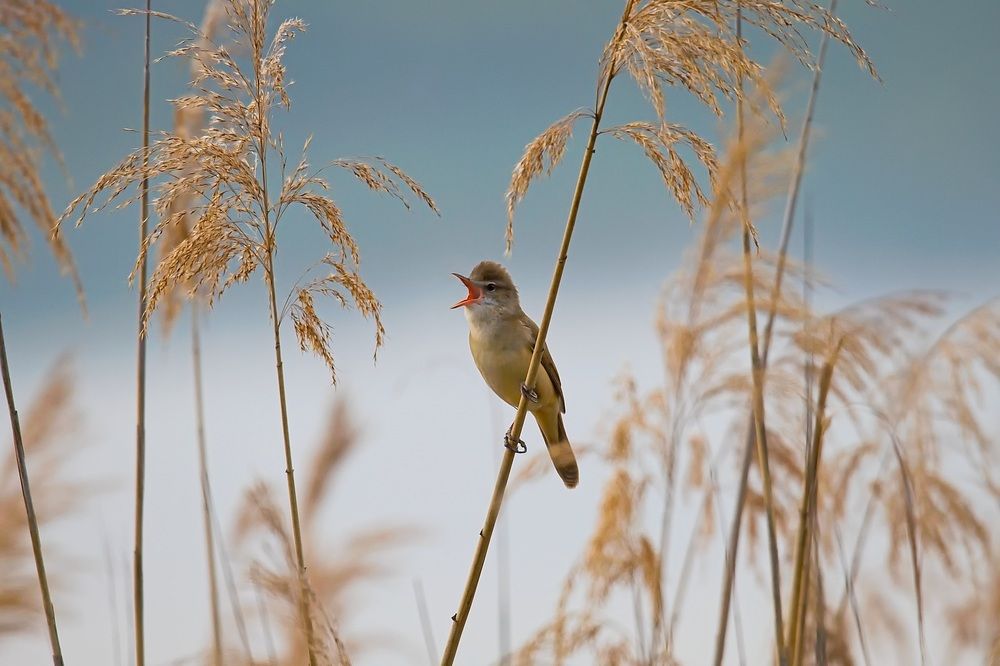 Photograph by Jiri Skalka