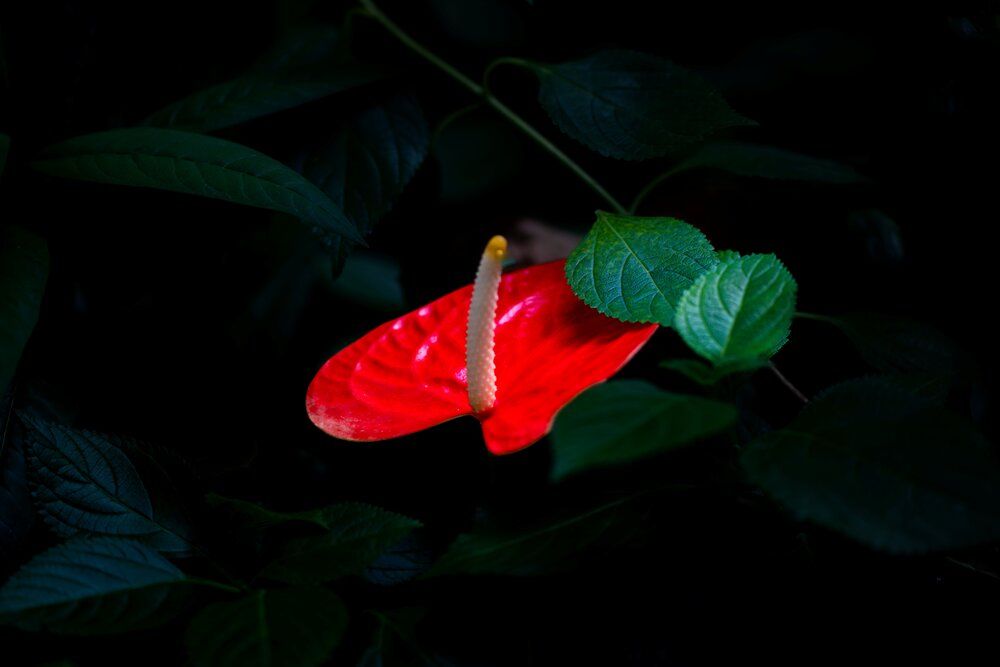 Фотография автора Jagannath Madduri