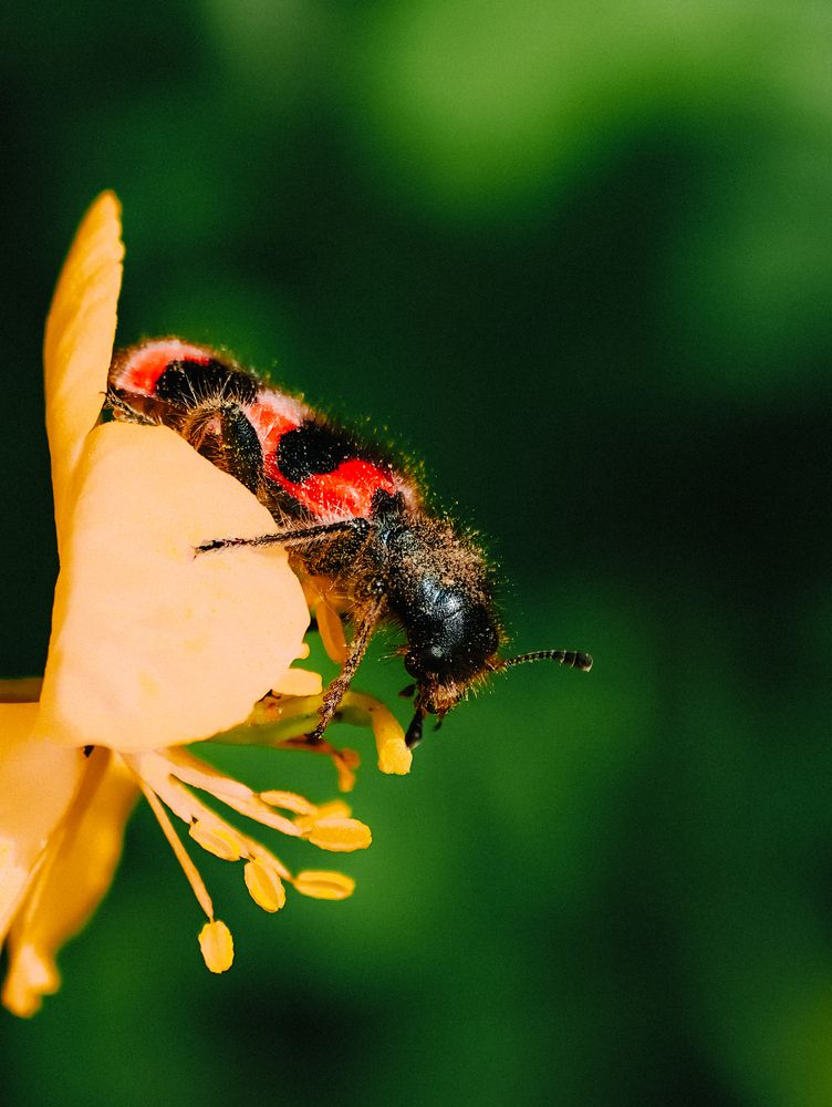 Photograph by Alexander Lonsdale