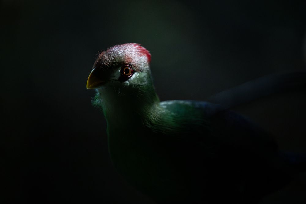 Photograph by Sebastian Olavarria