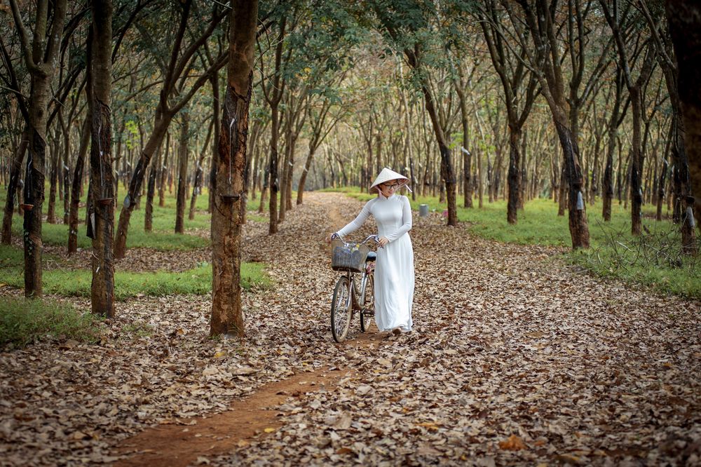 Áo dài trắng giữa thu vàng