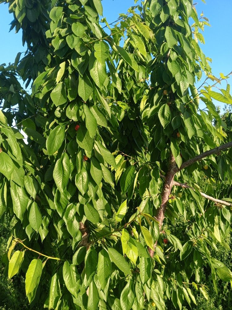 Photo #12255980