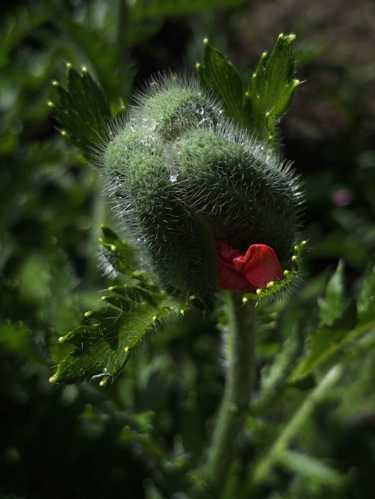 Photograph by Halina Mitsevich