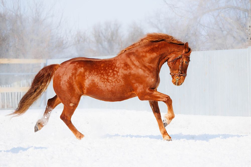 Фотография автора Елена Гордиевская