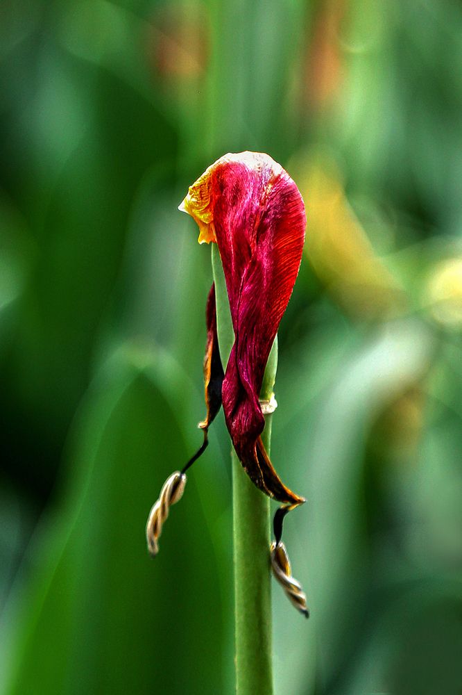 Photograph by Reyhane ajorloo