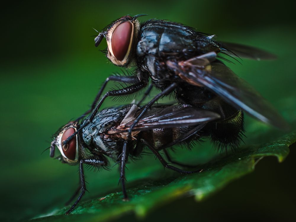 Фотография автора Uesan Aliace