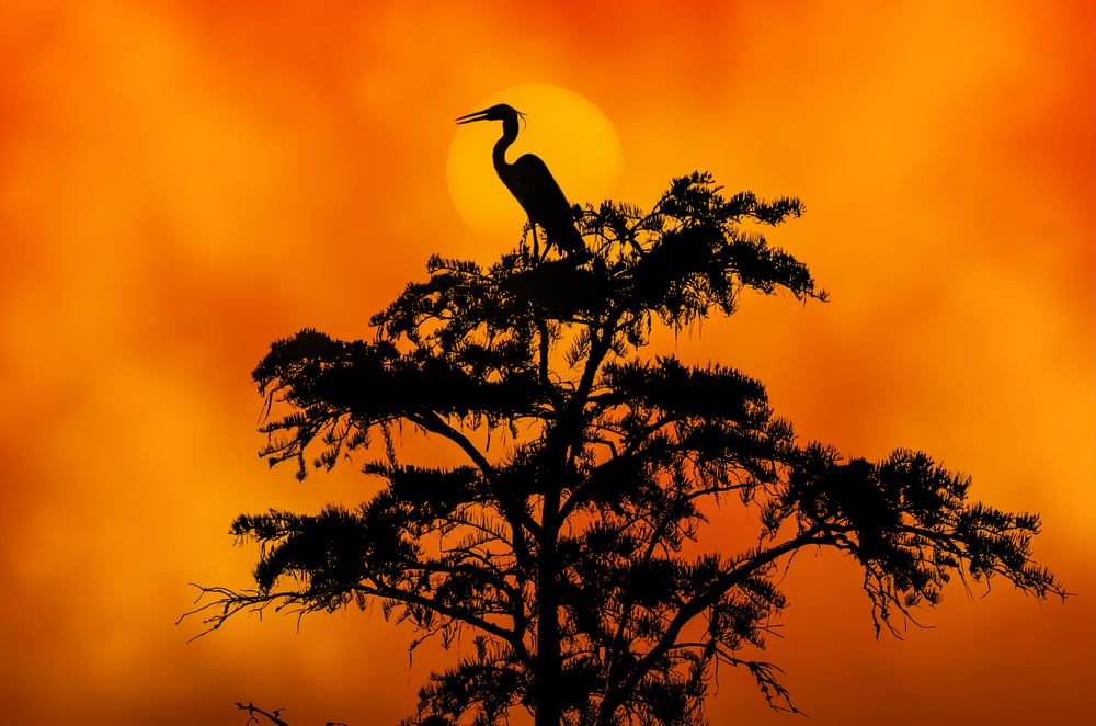 Great Blue Heron Silhouetted Against a Gulf Sunset