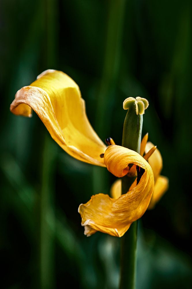 Photograph by Reyhane ajorloo