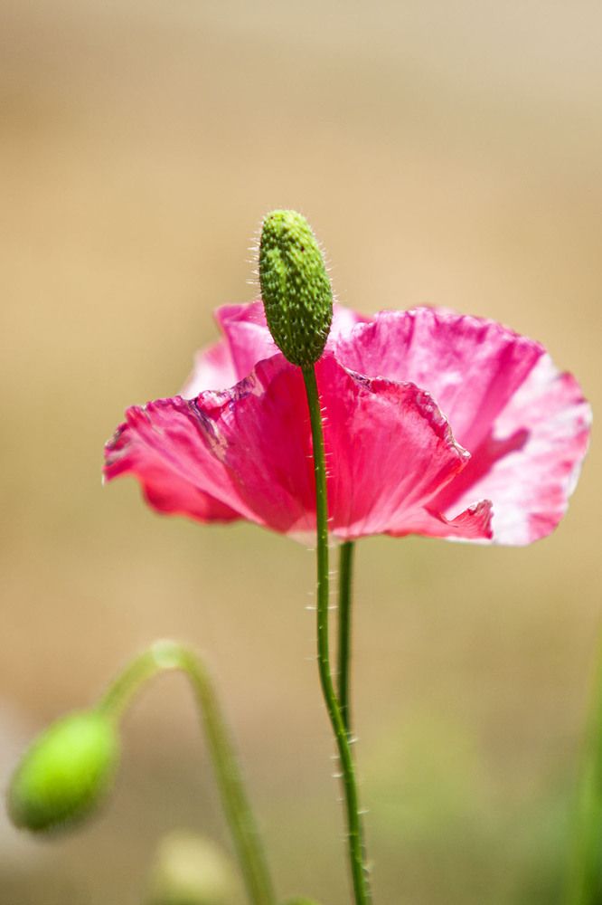 Photograph by karimi souderjani mahdi