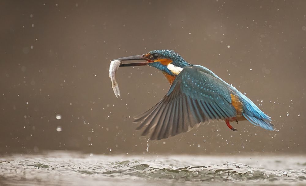 Kingfisher