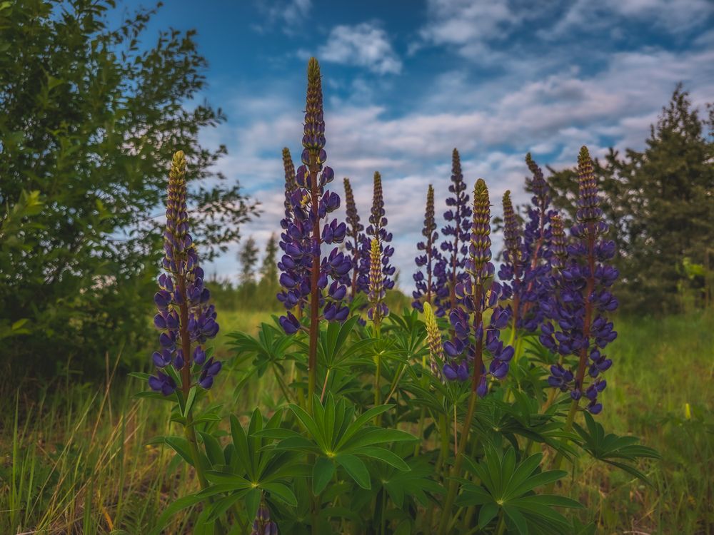 Photograph by Кирилл Сидоров