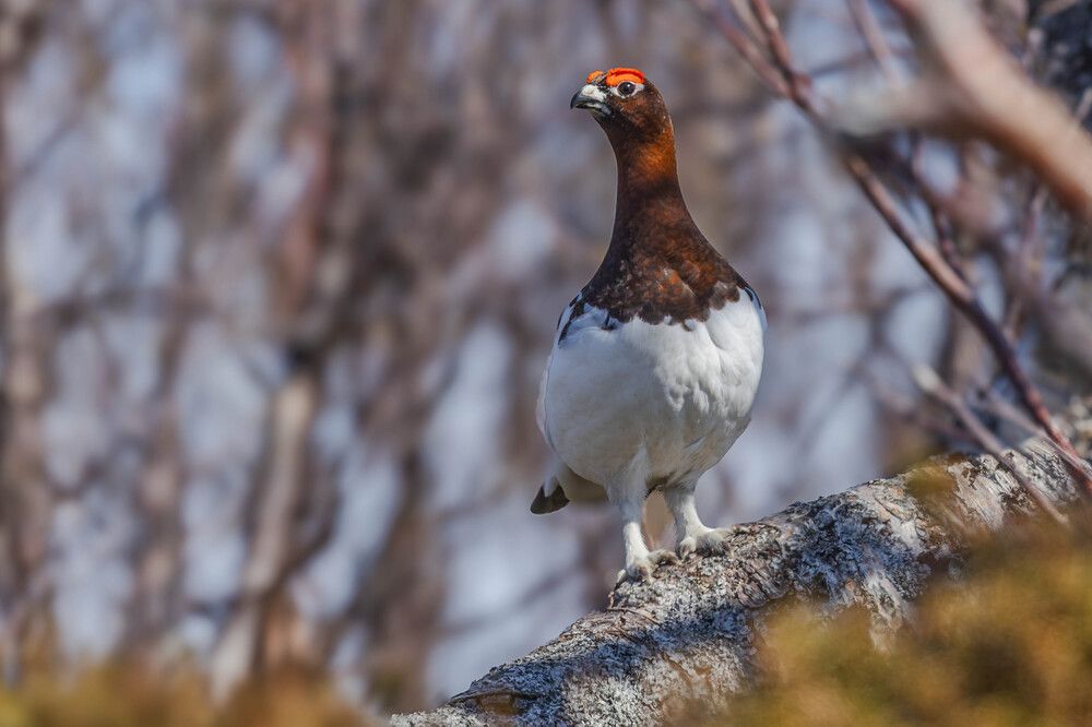 Photograph by George Alexandru Ghiuro