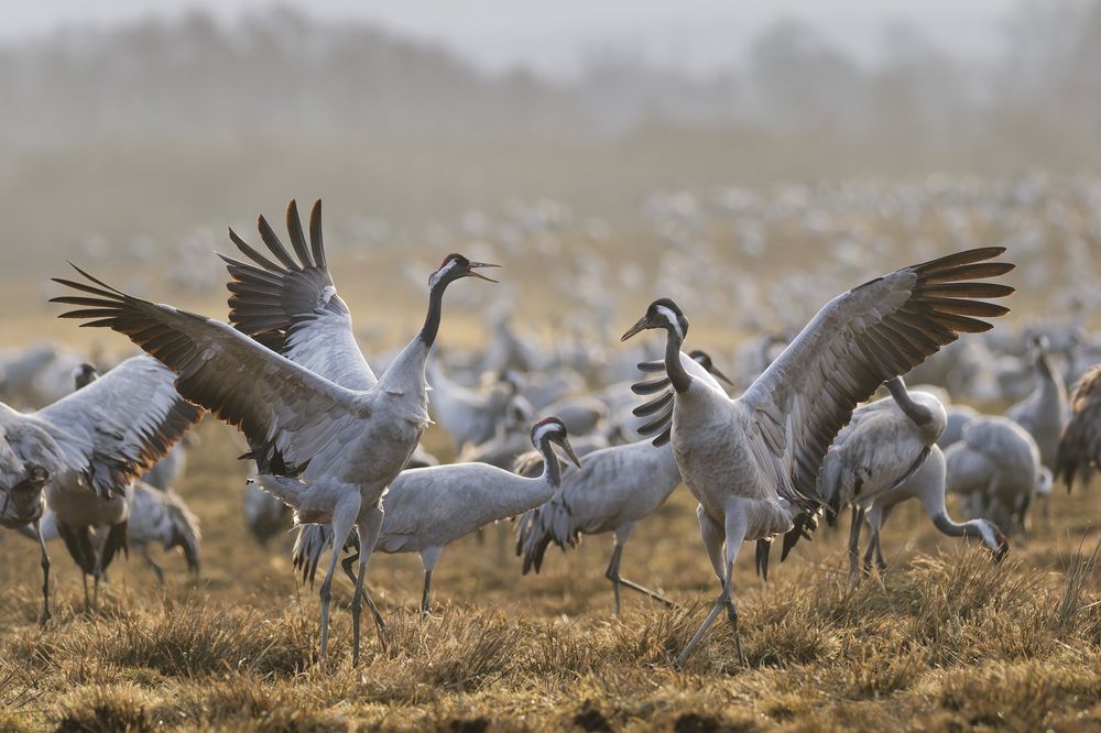 Photograph by Jørgen Hovde